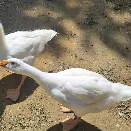 I Millepini * Case Malva