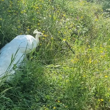 I Millepini Case Malva